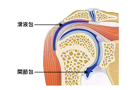 正常な肩関節